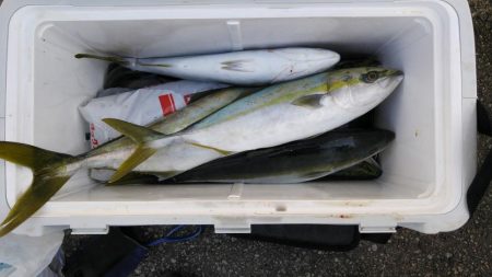 名田屋　はまちの飲ませづり